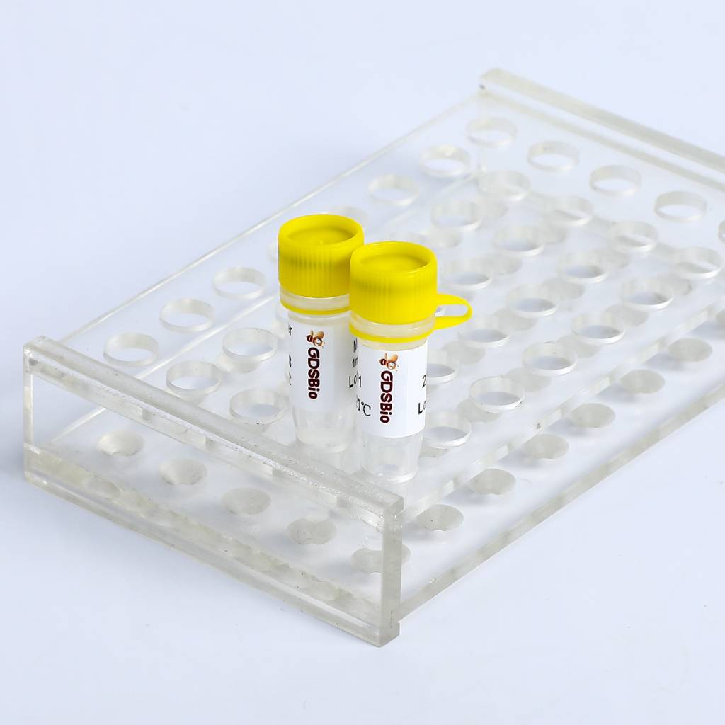 DSPath NGS Multiplex PCR Master Mix II