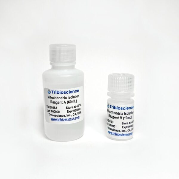 Mitochondrial Isolation from Tissue and Cell