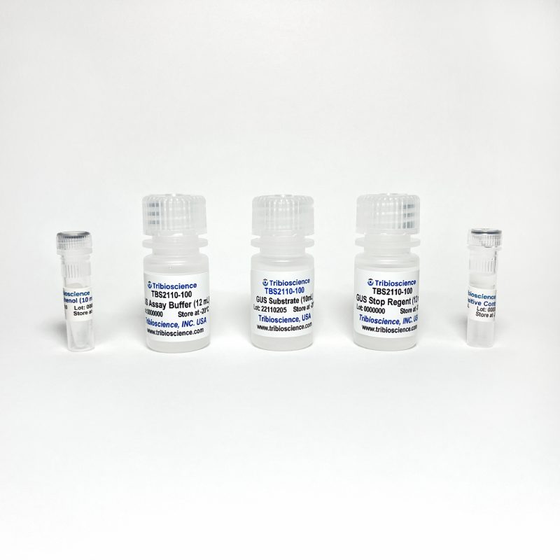 β-Glucuronidase Assay Kit