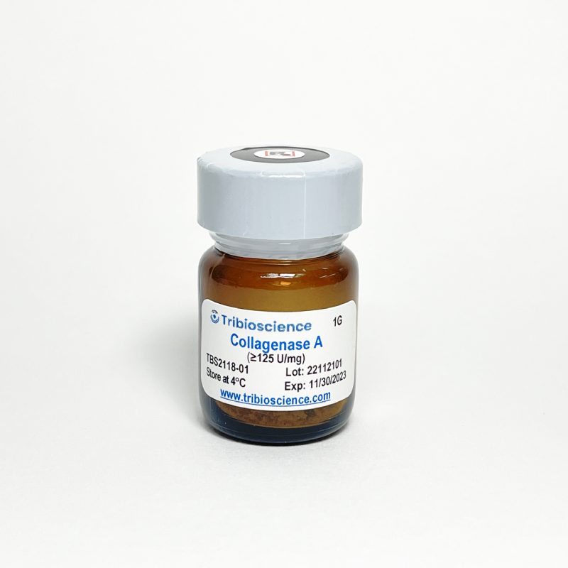Collagenase A Lyophilized Powder